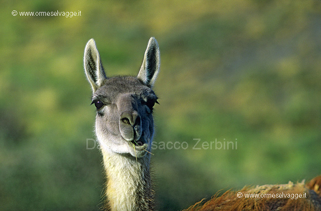 Guanaco 25-13-03